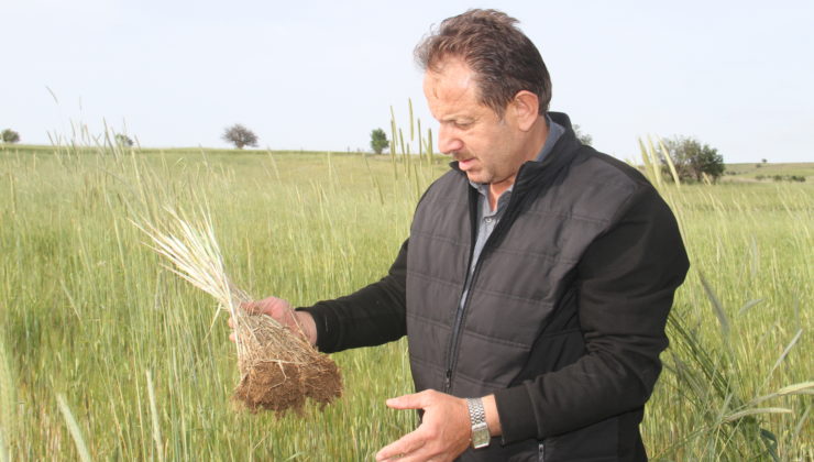 HUBUBATTA “SARI PAS HASTALIĞI” ENDİŞESİ