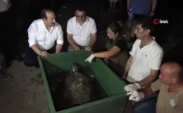 60 yaşındaki deniz kaplumbağaları tedavi sonrası tekrar denizle buluştu