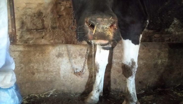 ŞAP HASTALIĞI TEDBİRLERİ ALINDI