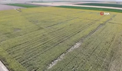 Aksaray’da Ay Çekirdeği Hasadı Başladı