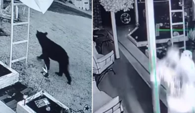 Amerika’da Ayı Saldırısı: Adam Kurtuldu, Ayı Yakalandı