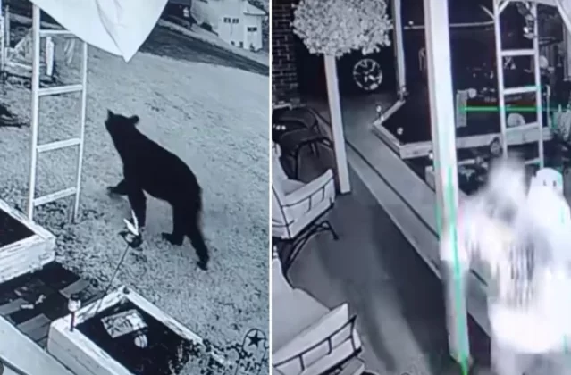 Amerika’da Ayı Saldırısı: Adam Kurtuldu, Ayı Yakalandı