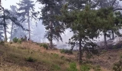 Ankara’nın Nallıhan ilçesindeki orman yangını kontrol altına alındı