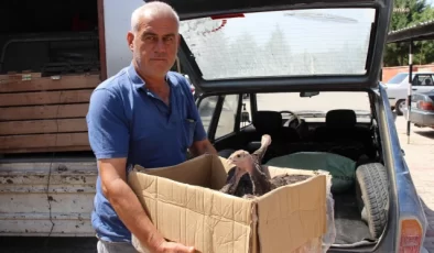 Antalya Büyükşehir Belediyesi, Çekirge İstilasına Karşı Hindilerle Biyolojik Mücadeleyi Sürdürüyor