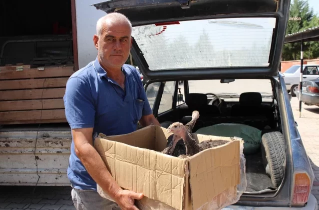 Antalya Büyükşehir Belediyesi, Çekirge İstilasına Karşı Hindilerle Biyolojik Mücadeleyi Sürdürüyor