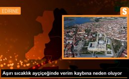 Başkan Şaylan: Aşırı sıcaklıktan dolayı ayçiçeği gerekli büyümeyi, gelişmeyi gösteremedi