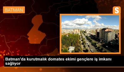 Batman’da kurutmalık domates ekimi gençlere iş imkanı sağlıyor