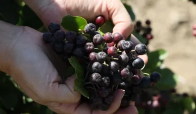 Bayburt Üniversitesi, Aronya Meyvesi Üretimi İçin Çalışma Başlattı
