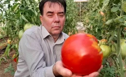 Bilecik’te Hobi Amaçlı Sera Kurarak Organik Sebze Yetiştiren Çiftçi