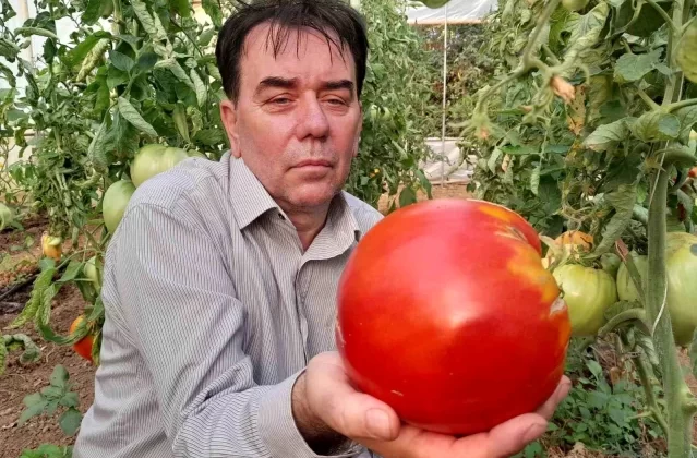 Bilecik’te Hobi Amaçlı Sera Kurarak Organik Sebze Yetiştiren Çiftçi