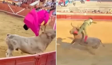 Boğanın boynuzunu anüsüne sapladığı matador ölümden döndü