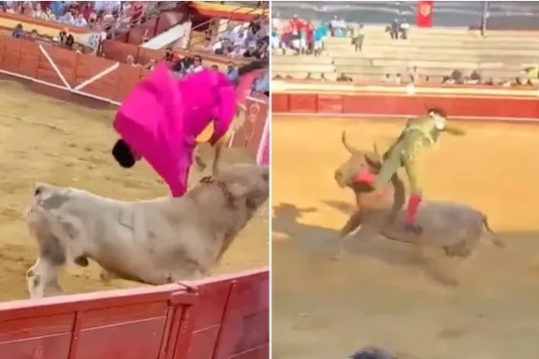 Boğanın boynuzunu anüsüne sapladığı matador ölümden döndü 1 Boğanın boynuzunu anüsüne sapladığı matador ölümden döndü