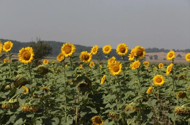 Bolu’da Tarım Arazilerinin Verimliliği Arttı