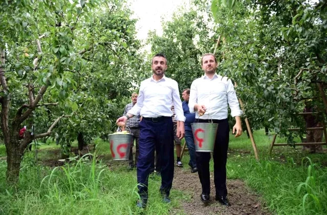 Bursa’da Santa Maria cinsi armut hasadı başladı