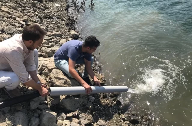 Çanakkale'deki Barajlara Yüz Binlerce Pullu Sazan Yavrusu Salındı 1 Çanakkale’deki Barajlara Yüz Binlerce Pullu Sazan Yavrusu Salındı