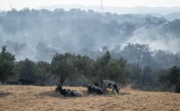 Çanakkale’deki Orman Yangınında Köylerde Hasar Oluştu
