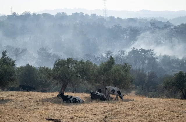 Çanakkale’deki Orman Yangınında Köylerde Hasar Oluştu