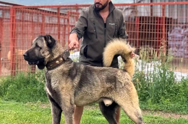 Çankırı’da Yetiştirilen Kangallar Sivas’a Rakip Oldu