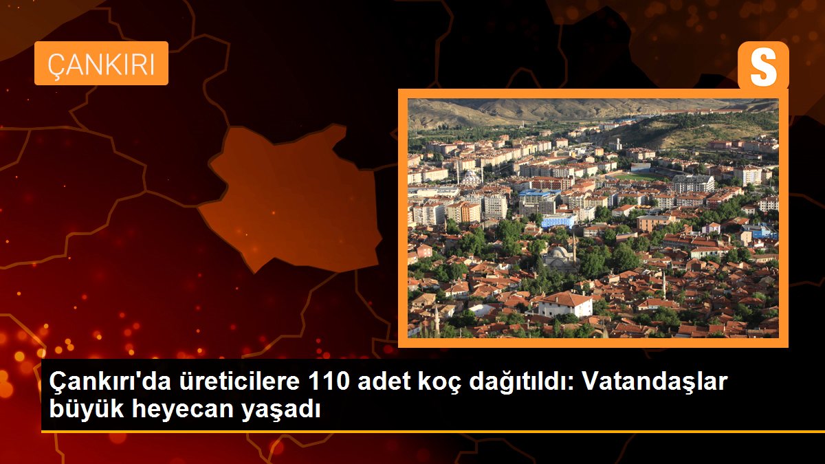 Çankırı'da üreticilere 110 adet koç dağıtıldı: Vatandaşlar büyük heyecan yaşadı