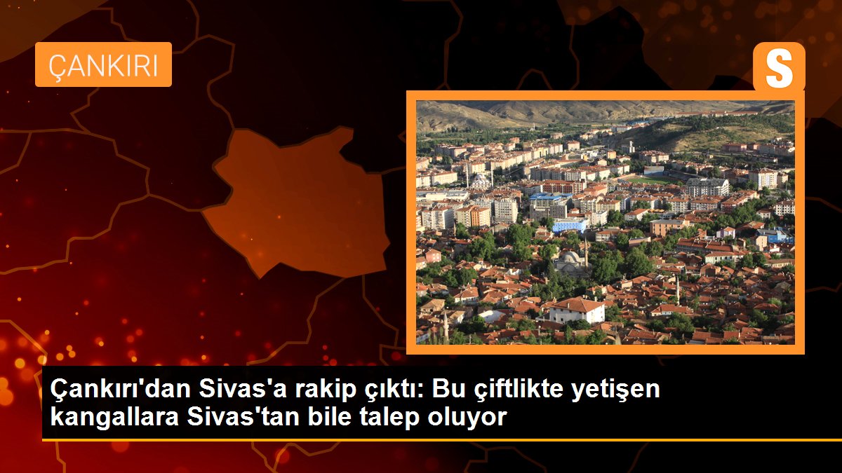 Çankırı'dan Sivas'a rakip çıktı: Bu çiftlikte yetişen kangallara Sivas'tan bile talep oluyor