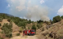 Çankırı’nın Ilgaz ilçesinde orman yangını çıktı
