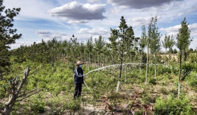 Çin’de Üç Kuzey Barınak Ormanı Programı için araştırma akademisi kuruldu