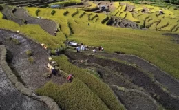 Çin’in teras şeklindeki çeltik tarlalarında hasat zamanı