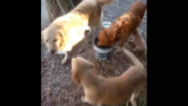 Denizli’de Okulun Maskotu Haline Gelen Köpekler Çalındı