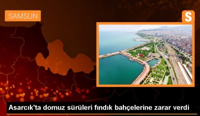 Domuz sürüleri fındık bahçelerine zarar verdi