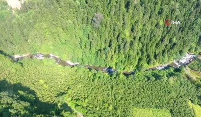 Dünya ‘Altın Bal’ ödülü balın tanıtımı Artvin’de yapıldı