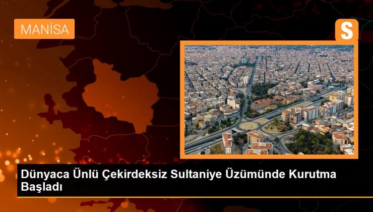 Dünyaca Ünlü Çekirdeksiz Sultaniye Üzümünde Kurutma Başladı