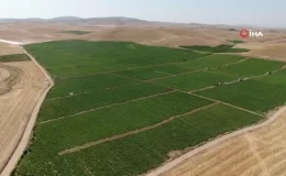 Elazığ domatesi dünya sofralarını renklendiriyor