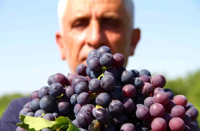Elazığ’da Erkenci Üzüm Hasadı Başladı