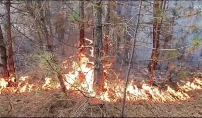 Eskişehir Seyitgazi’de 300 hektarlık alanda yangın çıktı