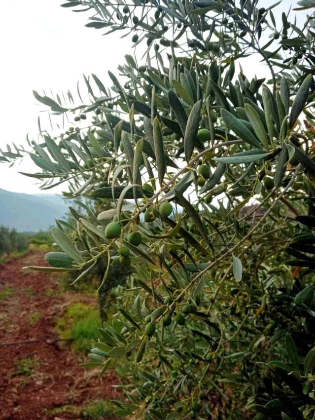 Eskişehir'de Zeytin Hasadı Öncesi Çiftçilerden 5 Ton Rekolte Beklentisi