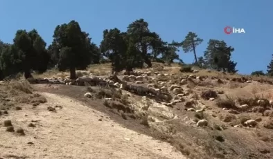 Göçerler 15-20 bin lira maaşla çoban bulamıyor