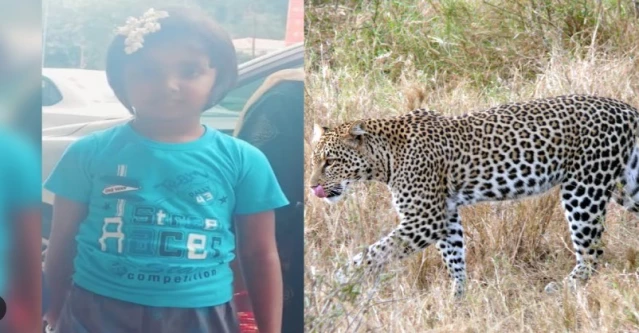 Hindistan'da çita altı yaşındaki kızı parçalayarak öldürdü 1 Hindistan’da çita altı yaşındaki kızı parçalayarak öldürdü