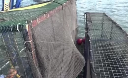 İzmir Büyükşehir Belediyesi, İzmir Körfezi’nde Deniz Patlıcanı Üretimi İçin Kafesler Yerleştiriyor