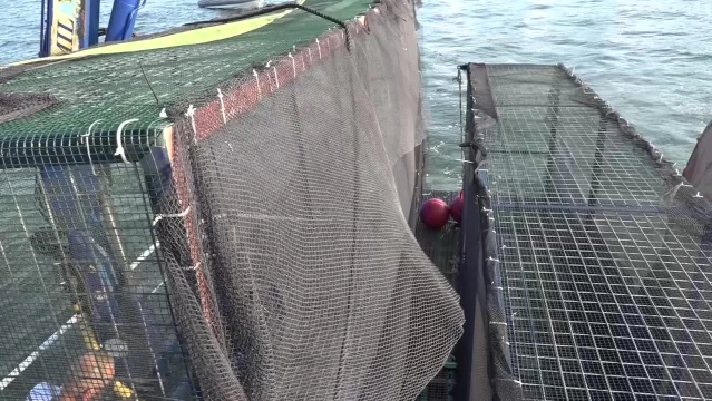 İzmir Büyükşehir Belediyesi, İzmir Körfezi’nde Deniz Patlıcanı Üretimi İçin Kafesler Yerleştiriyor