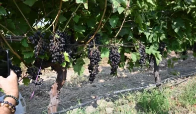 İzmir Ticaret Borsası ve Manisa Bağcılık Araştırma Enstitüsü işbirliğiyle ‘Borsakarası’ üzümü tanıtıldı