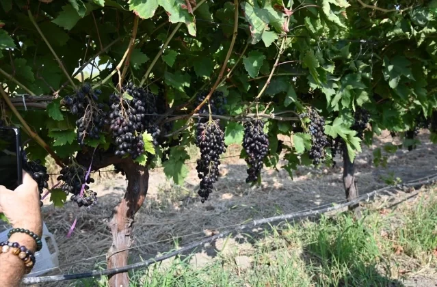 İzmir Ticaret Borsası ve Manisa Bağcılık Araştırma Enstitüsü işbirliğiyle ‘Borsakarası’ üzümü tanıtıldı