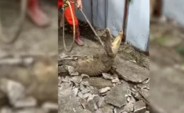 Kaldırımda Oluşan Çatlaktan Üç Timsah Çıktı