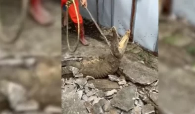 Kaldırımda Oluşan Çatlaktan Üç Timsah Çıktı