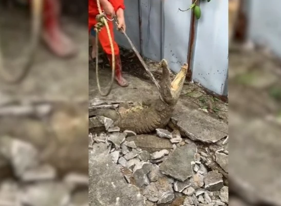 Kaldırımda Oluşan Çatlaktan Üç Timsah Çıktı