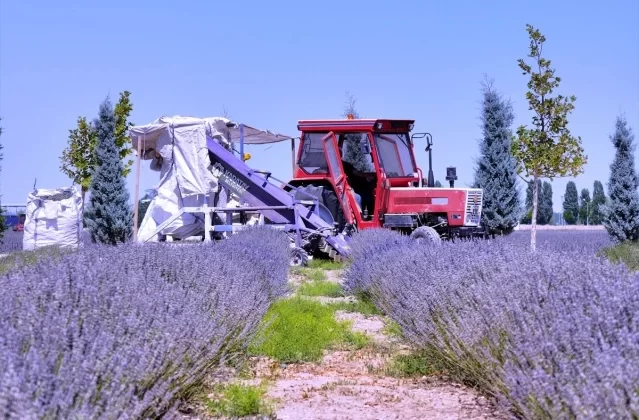 Karatay Lavanta Bahçeleri’nde Hasat Gerçekleştirildi