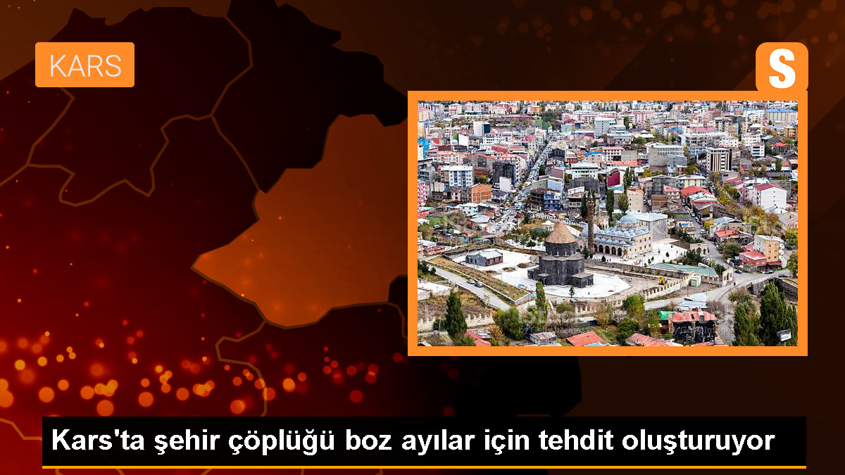 Kars'ın Sarıkamış ilçesindeki çöplük boz ayılar için tehdit oluşturuyor