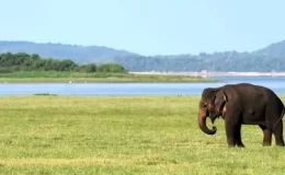 ‘Kendimi bir fil tarafından büyütülmüş gibi hissediyorum’