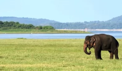 ‘Kendimi bir fil tarafından büyütülmüş gibi hissediyorum’