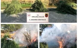 Kırklareli’nde 372 Bin 637 Kök Kenevir Ele Geçirildi
