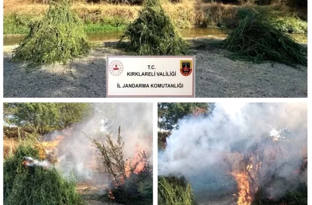 Kırklareli’nde 372 Bin 637 Kök Kenevir Ele Geçirildi